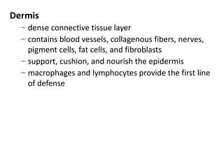Dermis
  – dense connective tissue layer
  – contains blood vessels, collagenous fibers, nerves,
    pigment cells, fat cells, and fibroblasts
  – support, cushion, and nourish the epidermis
  – macrophages and lymphocytes provide the first line
    of defense
 