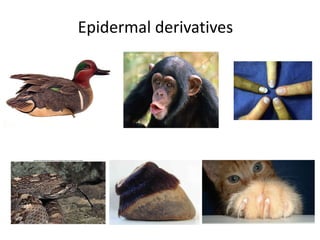 Epidermal derivatives
 