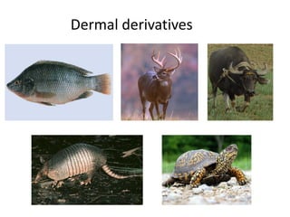 Dermal derivatives
 