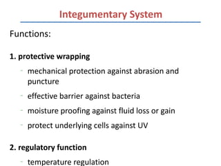 Integumentary System
Functions:

1. protective wrapping
   –
       mechanical protection against abrasion and
       puncture
   –
       effective barrier against bacteria
   –
       moisture proofing against fluid loss or gain
   –
       protect underlying cells against UV

2. regulatory function
   –
       temperature regulation
 