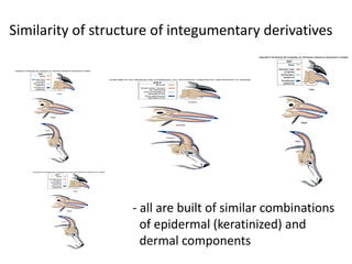 Similarity of structure of integumentary derivatives




                   - all are built of similar combinations
                     of epidermal (keratinized) and
                     dermal components
 