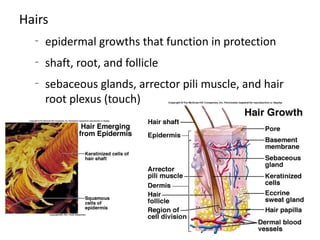 Hairs
  –
      epidermal growths that function in protection
  –
      shaft, root, and follicle
  –
      sebaceous glands, arrector pili muscle, and hair
      root plexus (touch)
 