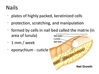 Nails
•
    plates of highly packed, keratinized cells
•
    protection, scratching, and manipulation
•
    formed by cells in nail bed called the matrix (in
    area of lunula)
•
    1 mm / week
•
    eponychium - cuticle
 