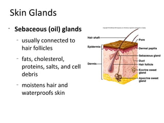 Skin Glands
•
     Sebaceous (oil) glands
     –
         usually connected to
         hair follicles
     –
         fats, cholesterol,
         proteins, salts, and cell
         debris
     –
         moistens hair and
         waterproofs skin
 