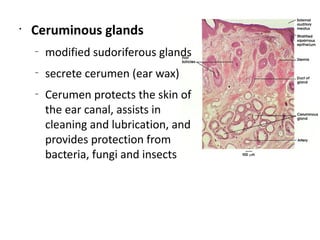 •
    Ceruminous glands
    –
        modified sudoriferous glands
    –
        secrete cerumen (ear wax)
    –
        Cerumen protects the skin of
        the ear canal, assists in
        cleaning and lubrication, and
        provides protection from
        bacteria, fungi and insects
 