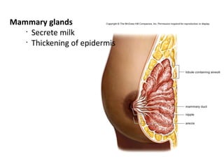 Mammary glands
   •
     Secrete milk
   •
     Thickening of epidermis
 