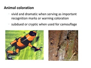 Animal coloration
  –
      vivid and dramatic when serving as important
      recognition marks or warning coloration
  –
      subdued or cryptic when used for camouflage
 