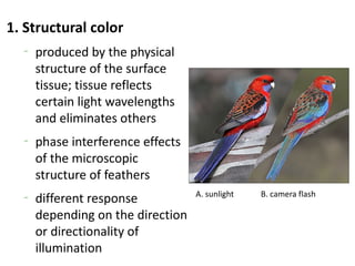 1. Structural color
  –
      produced by the physical
      structure of the surface
      tissue; tissue reflects
      certain light wavelengths
      and eliminates others
  –
      phase interference effects
      of the microscopic
      structure of feathers
                                   A. sunlight   B. camera flash
  –
      different response
      depending on the direction
      or directionality of
      illumination
 