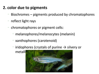 2. color due to pigments
  –
      Biochromes – pigments produced by chromatophores
  –
      reflect light rays
  –
      chromatophores or pigment cells:
       •
           melanophores/melanocytes (melanin)
       •
           xanthophores (carotenoid)
       •
           iridophores (crystals of purine → silvery or
           metallic)
 