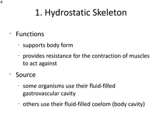 34


                 1. Hydrostatic Skeleton
     •
         Functions
         –
             supports body form
         –
             provides resistance for the contraction of muscles
             to act against
     •
         Source
         –
             some organisms use their fluid-filled
             gastrovascular cavity
         –
             others use their fluid-filled coelom (body cavity)
 