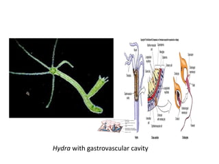 Hydra with gastrovascular cavity
 