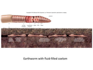 Earthworm with fluid-filled coelom
 