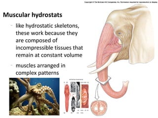 Muscular hydrostats
  –
      like hydrostatic skeletons,
      these work because they
      are composed of
      incompressible tissues that
      remain at constant volume
  –
      muscles arranged in
      complex patterns
 
