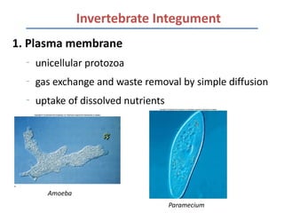 Invertebrate Integument
1. Plasma membrane
  –
      unicellular protozoa
  –
      gas exchange and waste removal by simple diffusion
  –
      uptake of dissolved nutrients




        Amoeba
                                      Paramecium
 