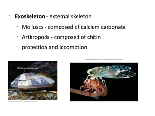 •
    Exoskeleton - external skeleton
    –
        Molluscs - composed of calcium carbonate
    –
        Arthropods - composed of chitin
    –
        protection and locomotion
 