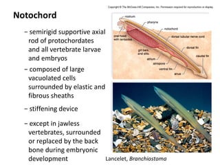 Notochord
  − semirigid supportive axial
   rod of protochordates
   and all vertebrate larvae
   and embryos
  − composed of large
   vacuolated cells
   surrounded by elastic and
   fibrous sheaths
  − stiffening device

  − except in jawless
   vertebrates, surrounded
   or replaced by the back
   bone during embryonic
   development             Lancelet, Branchiostoma
 