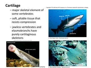 Cartilage
  − major skeletal element of
   some vertebrates
  − soft, pliable tissue that
   resists compression
  − jawless vertebrates and
   elasmobranchs have
   purely cartilaginous
   skeletons




                            Lamprey
 