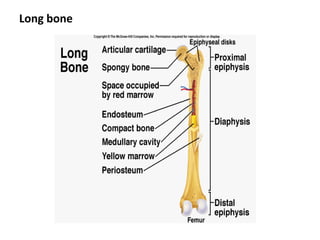 Long bone
 