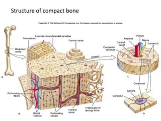 Structure of compact bone
 