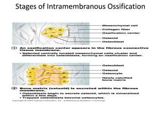 Stages of Intramembranous Ossification
 