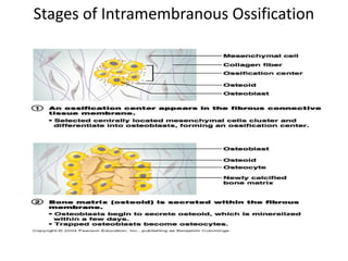 Stages of Intramembranous Ossification
 