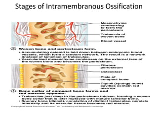 Stages of Intramembranous Ossification
 