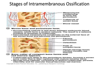 Stages of Intramembranous Ossification
 