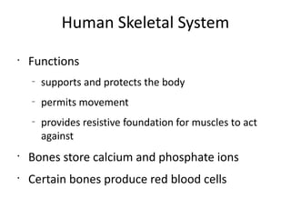 Human Skeletal System
•
    Functions
    –
        supports and protects the body
    –
        permits movement
    –
        provides resistive foundation for muscles to act
        against
•
    Bones store calcium and phosphate ions
•
    Certain bones produce red blood cells
 