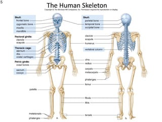 55
     The Human Skeleton
 