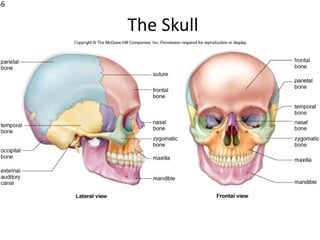 56


     The Skull
 