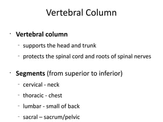 Vertebral Column
•
    Vertebral column
    –
        supports the head and trunk
    –
        protects the spinal cord and roots of spinal nerves

•
    Segments (from superior to inferior)
    –
        cervical - neck
    –
        thoracic - chest
    –
        lumbar - small of back
    –
        sacral – sacrum/pelvic
 