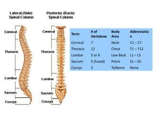 # of        Body       Abbreviatio
Term
           Vertebrae   Area       n
Cervical   7           Neck       C1 – C7
Thoracic   12          Chest      T1 – T12
Lumbar     5 or 6      Low Back   L1 – L5
Sacrum     5 (fused)   Pelvis     S1 – S5
Coccyx     3           Tailbone   None
 