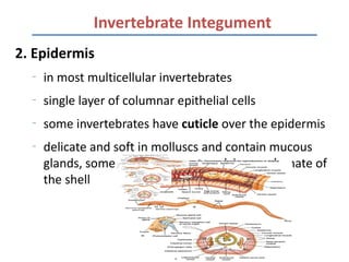 Invertebrate Integument
2. Epidermis
  –
      in most multicellular invertebrates
  –
      single layer of columnar epithelial cells
  –
      some invertebrates have cuticle over the epidermis
  –
      delicate and soft in molluscs and contain mucous
      glands, some of which secrete calcium carbonate of
      the shell
 