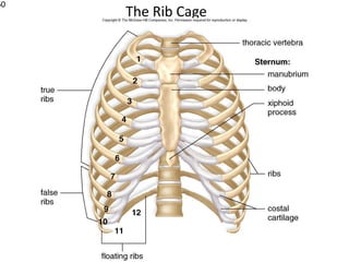 60
     The Rib Cage
 