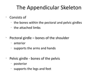 The Appendicular Skeleton
•
    Consists of
    –
        the bones within the pectoral and pelvic girdles
    –
        the attached limbs

•
    Pectoral girdle – bones of the shoulder
    –
        anterior
    –
        supports the arms and hands

•
    Pelvic girdle - bones of the pelvis
    –
        posterior
    –
        supports the legs and feet
 