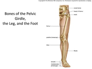 Bones of the Pelvic
       Girdle,
the Leg, and the Foot
 