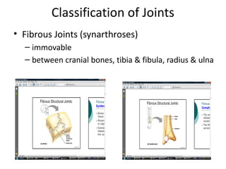 Classification of Joints
• Fibrous Joints (synarthroses)
  – immovable
  – between cranial bones, tibia & fibula, radius & ulna
 