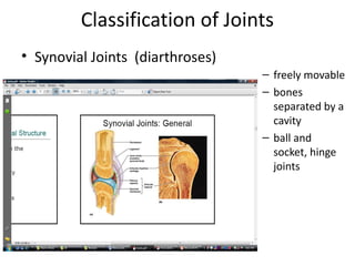 Classification of Joints
• Synovial Joints (diarthroses)
                                  – freely movable
                                  – bones
                                    separated by a
                                    cavity
                                  – ball and
                                    socket, hinge
                                    joints
 