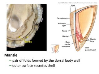 Mantle
  – pair of folds formed by the dorsal body wall
  – outer surface secretes shell
 