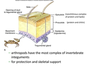(nonchitinous complex
                                     of protein and lipids)

                                      (protein and chitin)




– arthropods have the most complex of invertebrate
  integuments
– for protection and skeletal support
 