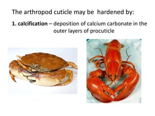 The arthropod cuticle may be hardened by:
1. calcification – deposition of calcium carbonate in the
                   outer layers of procuticle
 