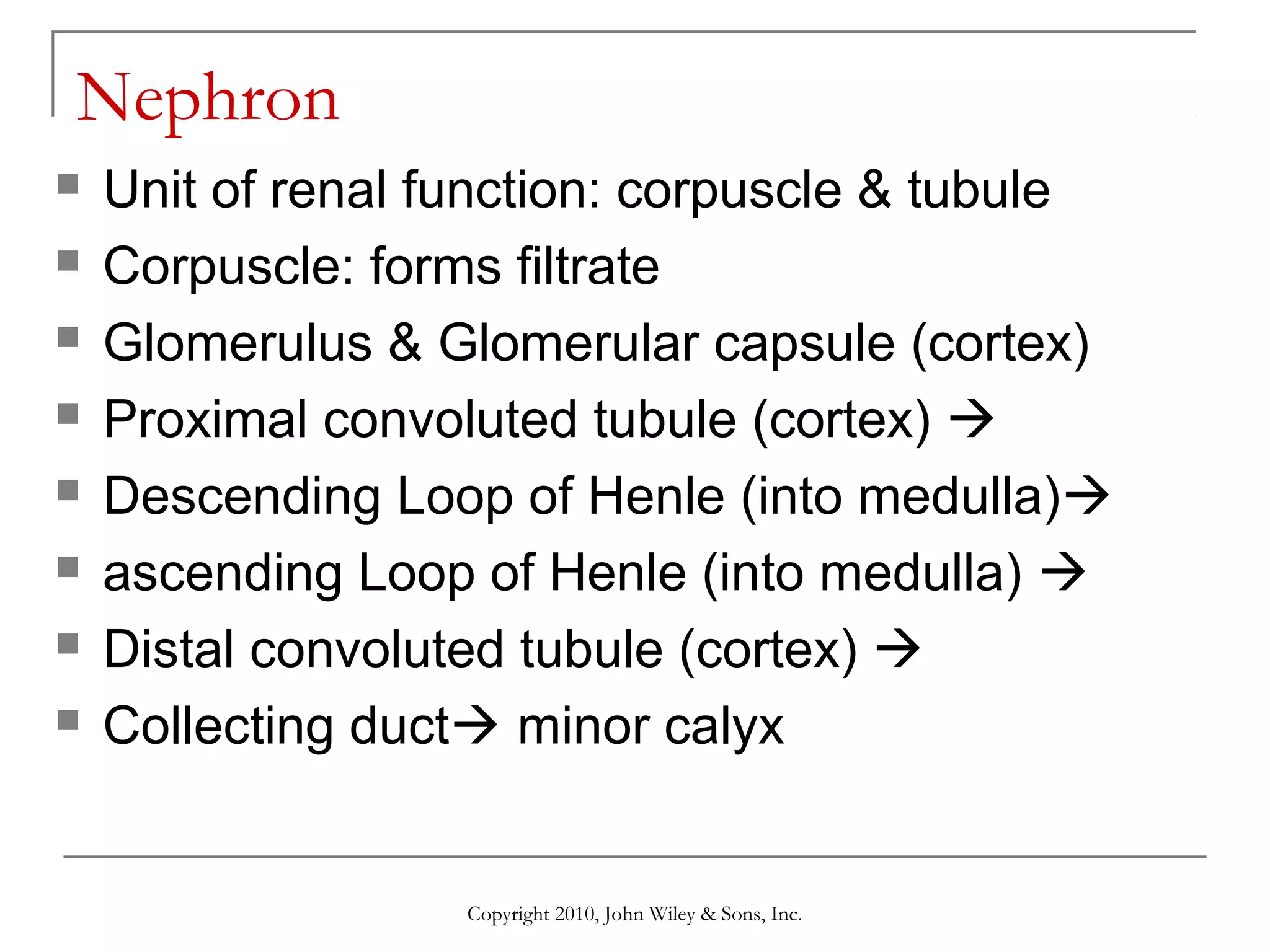 Nephron









Unit of renal function: corpuscle & tubule
Corpuscle: forms filtrate
Glomerulus & Glomerular capsule (cortex)
Proximal convoluted tubule (cortex) 
Descending Loop of Henle (into medulla)
ascending Loop of Henle (into medulla) 
Distal convoluted tubule (cortex) 
Collecting duct minor calyx

Copyright 2010, John Wiley & Sons, Inc.

 