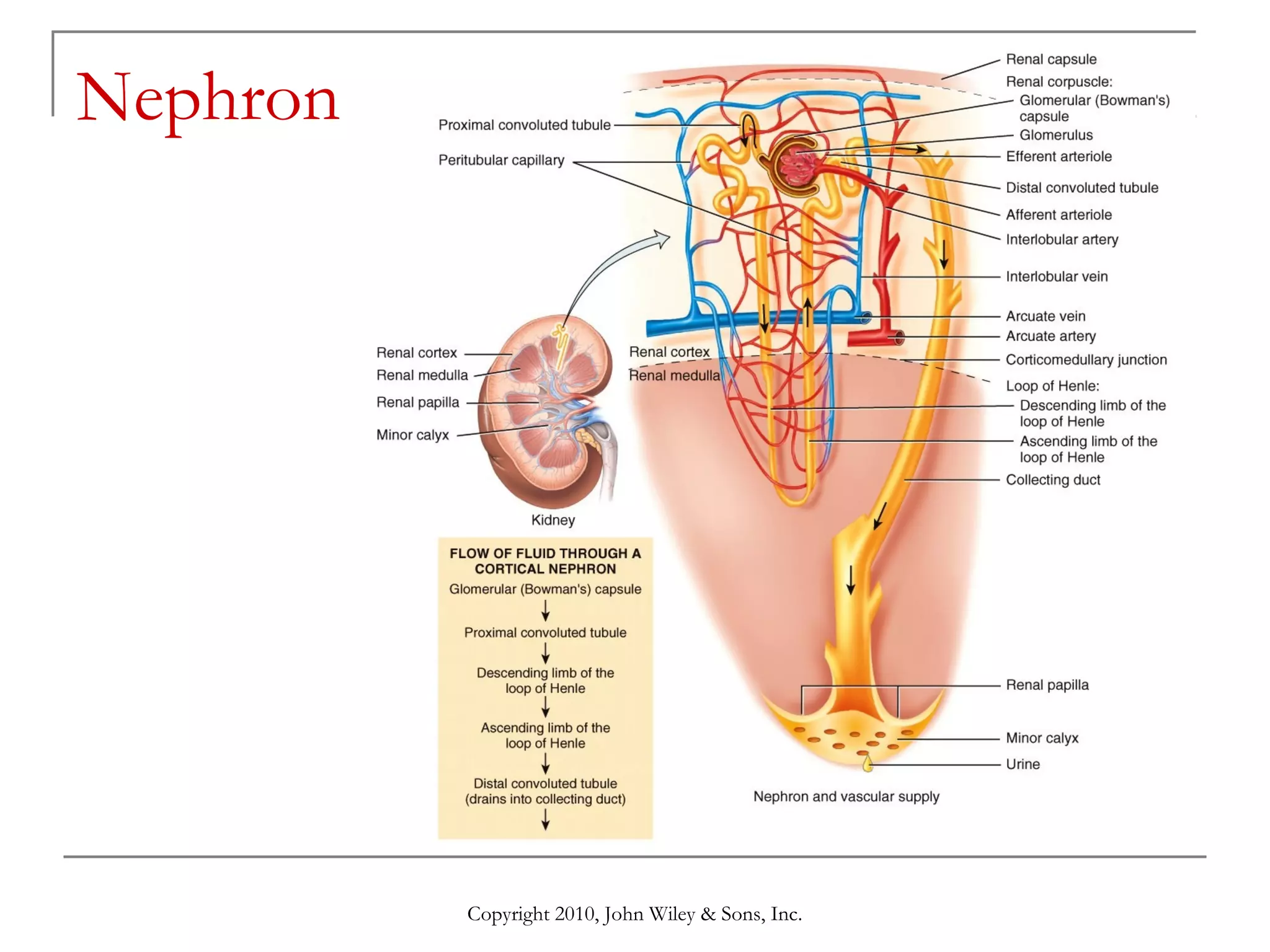Nephron

Copyright 2010, John Wiley & Sons, Inc.

 