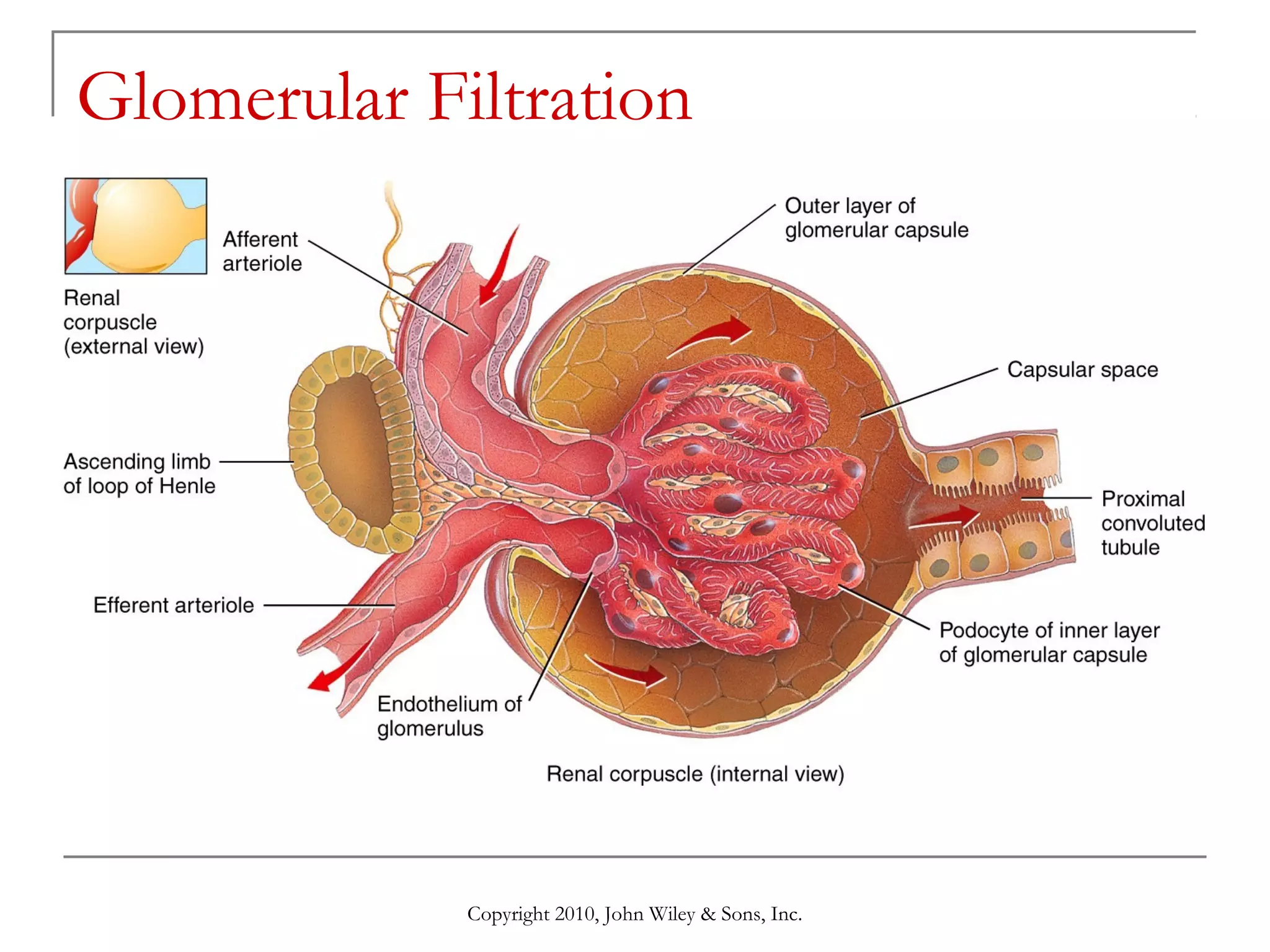 Glomerular Filtration

Copyright 2010, John Wiley & Sons, Inc.

 
