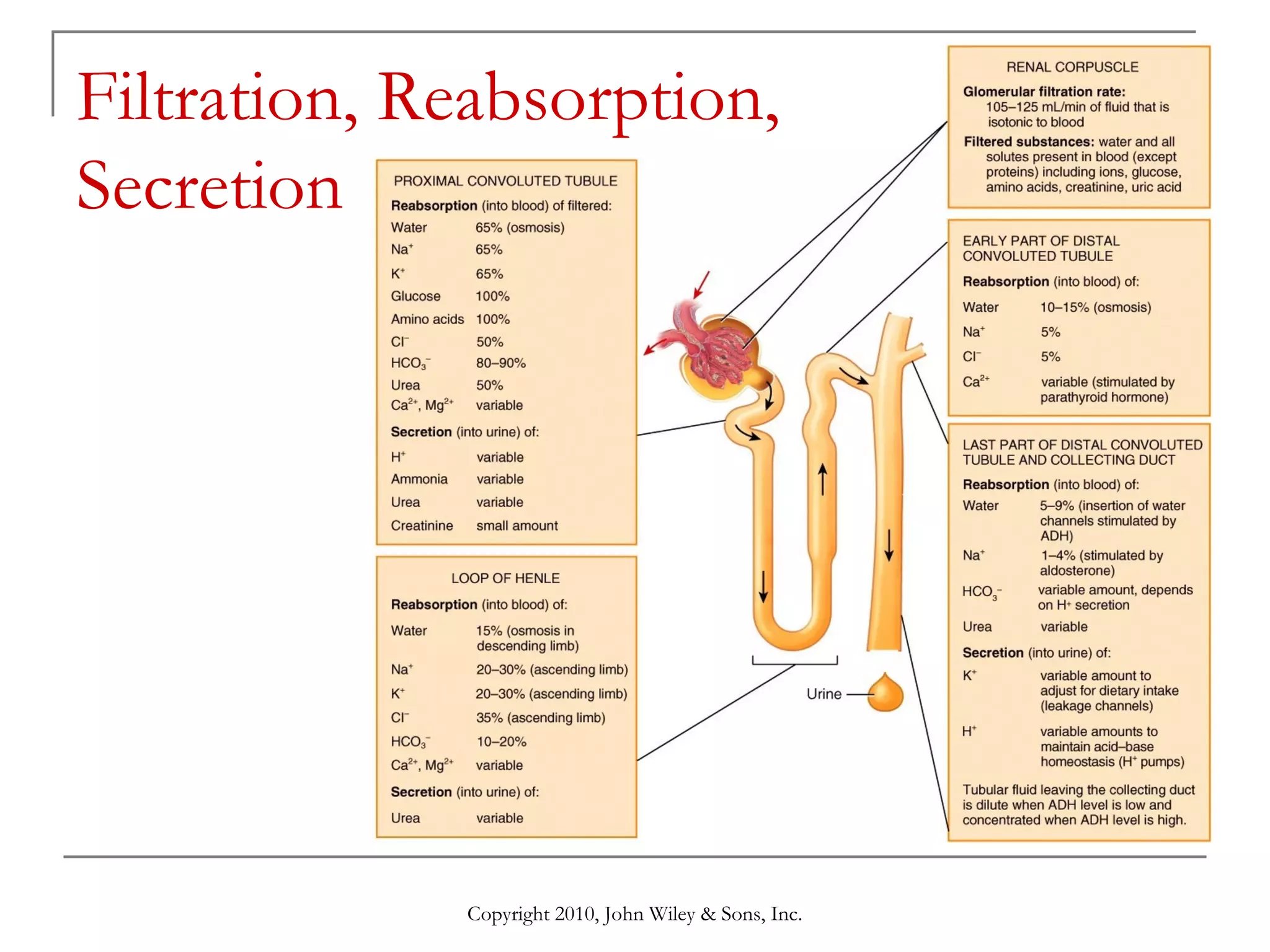Filtration, Reabsorption,
Secretion

Copyright 2010, John Wiley & Sons, Inc.

 
