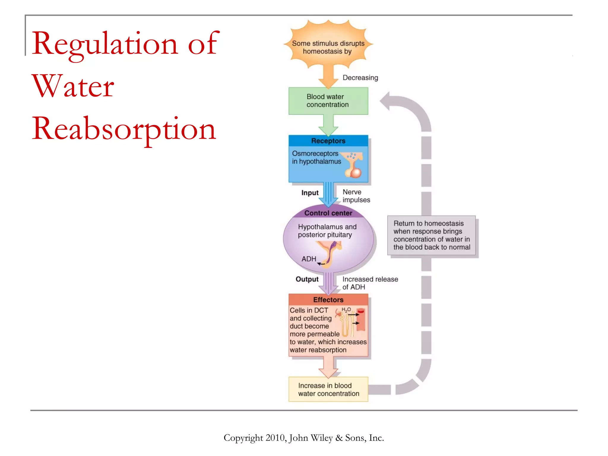 Regulation of
Water
Reabsorption

Copyright 2010, John Wiley & Sons, Inc.

 