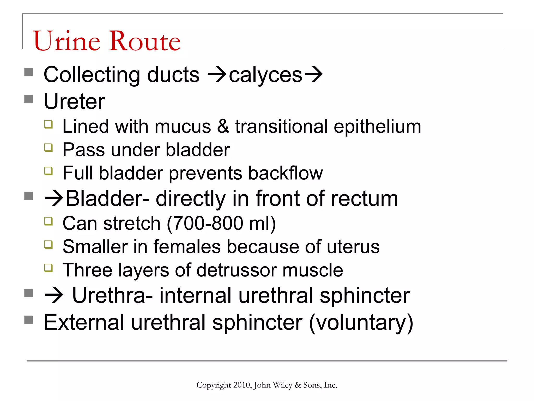 Urine Route



Collecting ducts calyces
Ureter






Bladder- directly in front of rectum







Lined with mucus & transitional epithelium
Pass under bladder
Full bladder prevents backflow
Can stretch (700-800 ml)
Smaller in females because of uterus
Three layers of detrussor muscle

 Urethra- internal urethral sphincter
External urethral sphincter (voluntary)
Copyright 2010, John Wiley & Sons, Inc.

 