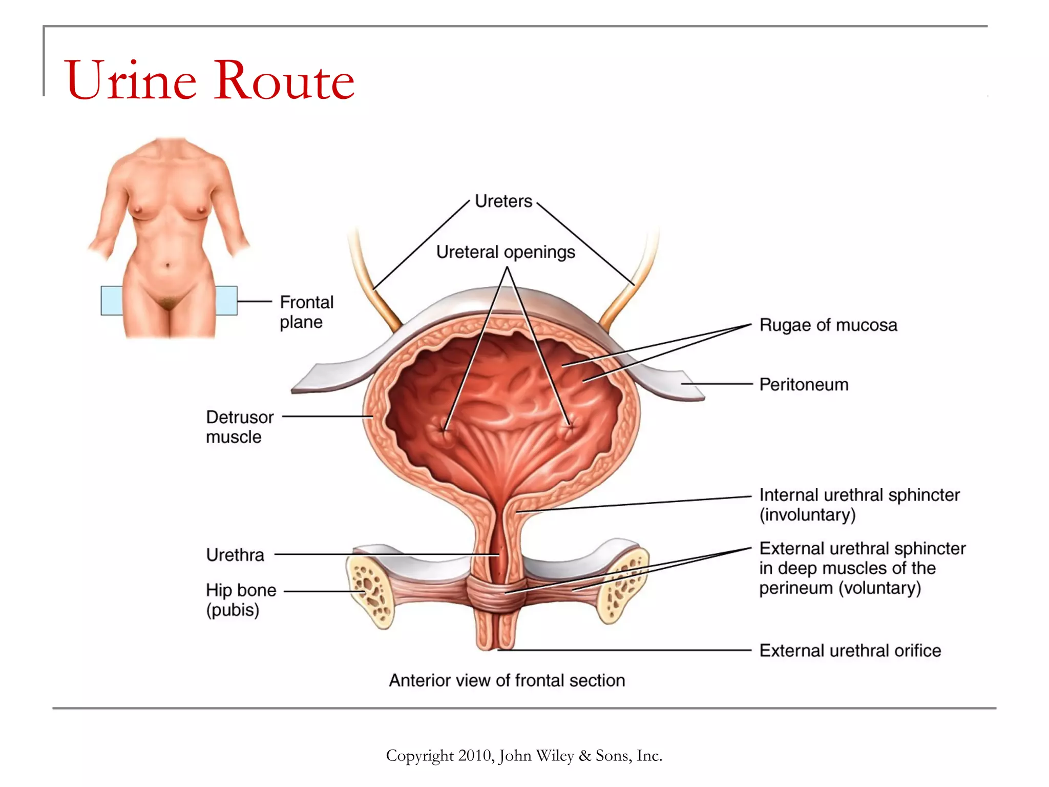 Urine Route

Copyright 2010, John Wiley & Sons, Inc.

 