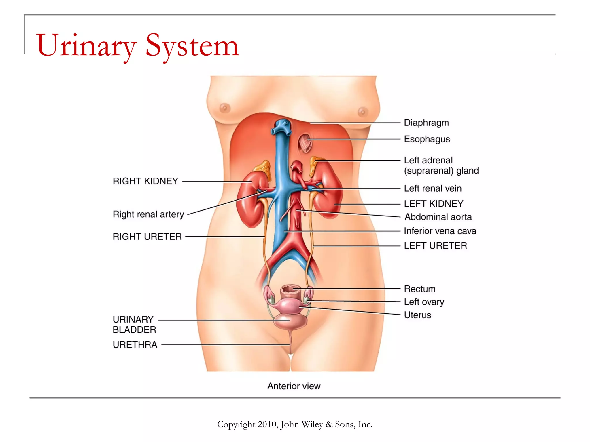 Urinary System

Copyright 2010, John Wiley & Sons, Inc.

 