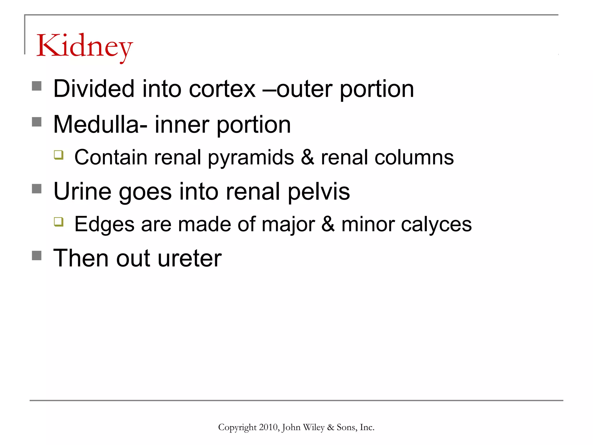 Kidney



Divided into cortex –outer portion
Medulla- inner portion




Urine goes into renal pelvis




Contain renal pyramids & renal columns
Edges are made of major & minor calyces

Then out ureter

Copyright 2010, John Wiley & Sons, Inc.

 